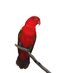 Red parrot