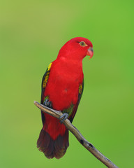 Red parrot