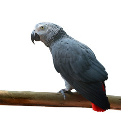 Obraz premium Beautiful African Grey Parrot