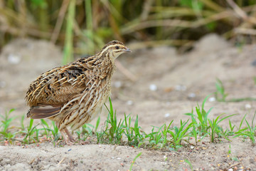 Rain Quail