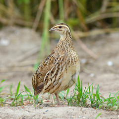 Rain Quail
