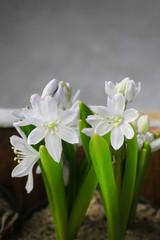 Naklejka na ściany i meble White snowdrop anemone (Anemone sylvestris) flowers