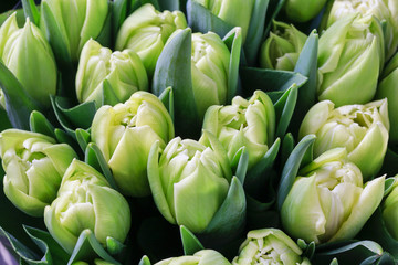 Green tulips background