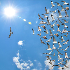 Naklejka premium flying seagull birds