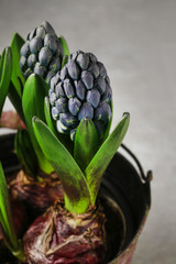 Fototapeta na wymiar Vintage bucket with hyacinth flowers