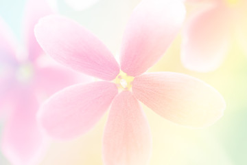 Fototapeta na wymiar Beautiful Pink Flowers