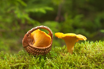 Chanterelles mushrooms in small basket