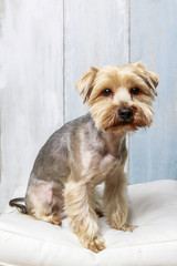 Yorkshire Terrier dog