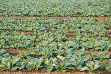 Long rows of unripe cabbage