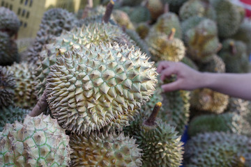 Naklejka na ściany i meble Group of durian