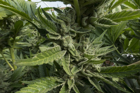 Marijuana Plants Growing 