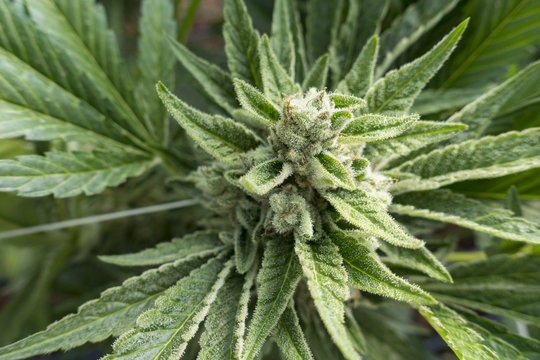 Cannabis Indica OG Kush Marijuana Plant Top Buds With THC Crystals