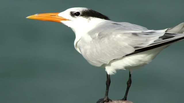 caspian tern bird in a lagoon