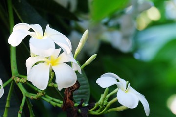 Plumeria flowers white with green leaves .