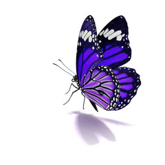 purple monarch butterfly