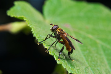 Fly (Trichopoda pennipes) used as  a biological control agent for these agricultural pests
