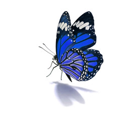 blue monarch butterfly