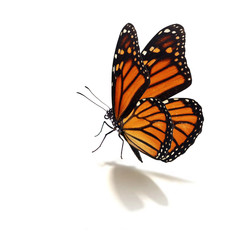 Naklejka premium motyl monarcha