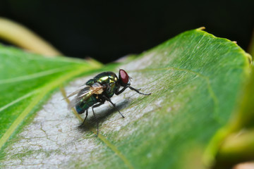 Green cluster fly (Dasyphora cyanella)
