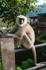  A langur monkey