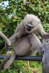  A langur monkey
