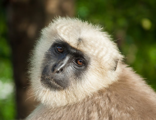  A langur monkey