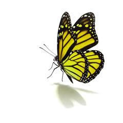 Fototapeta na wymiar yellow butterfly