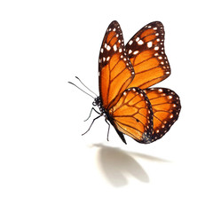 Naklejka premium monarcha motyl