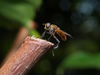 Fly (Trichopoda pennipes) used as  a biological control agent for these agricultural pests
