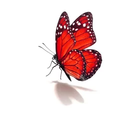 Crédence de cuisine en verre imprimé Papillon red monarch butterfly