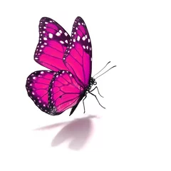 Crédence de cuisine en verre imprimé Papillon pink monarch butterfly