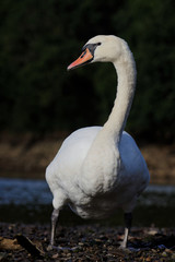 Mute Swan, cygnus olor