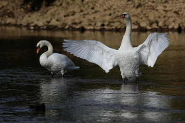 Mute Swan, cygnus olor