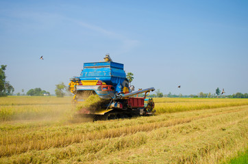 rice harvester in rice fields