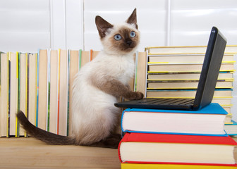 Siamese kitten with blue eyes sitting at a miniature laptop computer stacked on books with books in...
