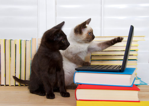Fototapeta Siamese kitten sitting pointing at screen with one paw, other paw on keyboard of miniature laptop type computer stacked on books. Black kitten with green eyes watching intently. Books in background.