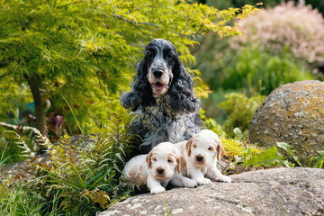 Fototapeta premium purebred English Cocker Spaniel with puppy