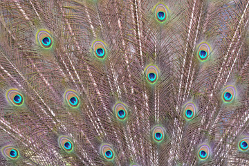 Obraz premium Green Peacock feathers