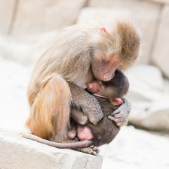 Fototapeta na wymiar Baboon mother and her little one