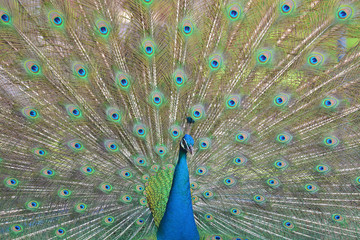 Fototapeta premium Green Peacock