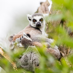 Ring-tailed lemur (Lemur catta) © michaklootwijk