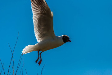 Mouette rieuse.