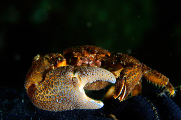 Stone crab in the dark.