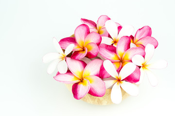 Plumeria in wooden bowl on white background