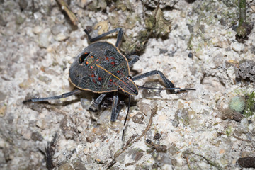 This is a photo of one kind of stinkbug, was taken in XiaMen botanical garden, China.