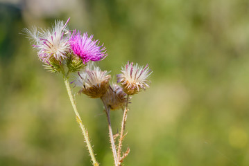 Thistle, Cirsium Arvense