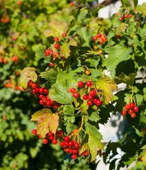 bush viburnum, viburnum on tree