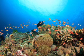 Naklejka na ściany i meble Coral reef underwater sea ocean