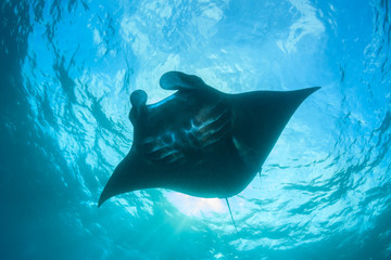 Naklejka premium Czarna Manta Ray