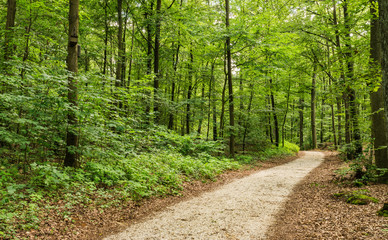Naturlandschaft Bäume Wald Weg